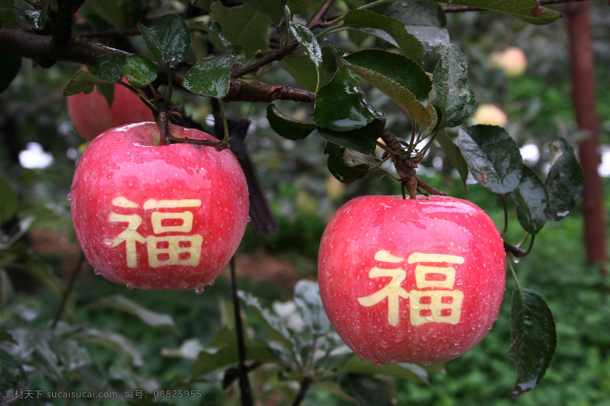 水果免费下载 餐饮美食图库 摄影图 新鲜水果 福 带 字 水果 苹果 艺术 风景 生活 旅游餐饮