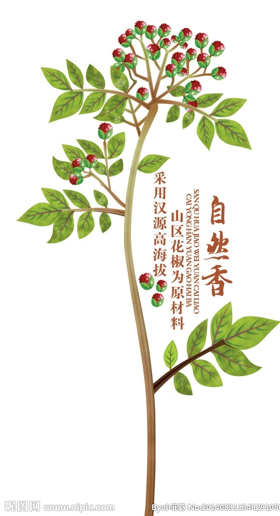 花椒 花椒树 汉源贡椒 矢量花椒 贡椒 花草 生物世界