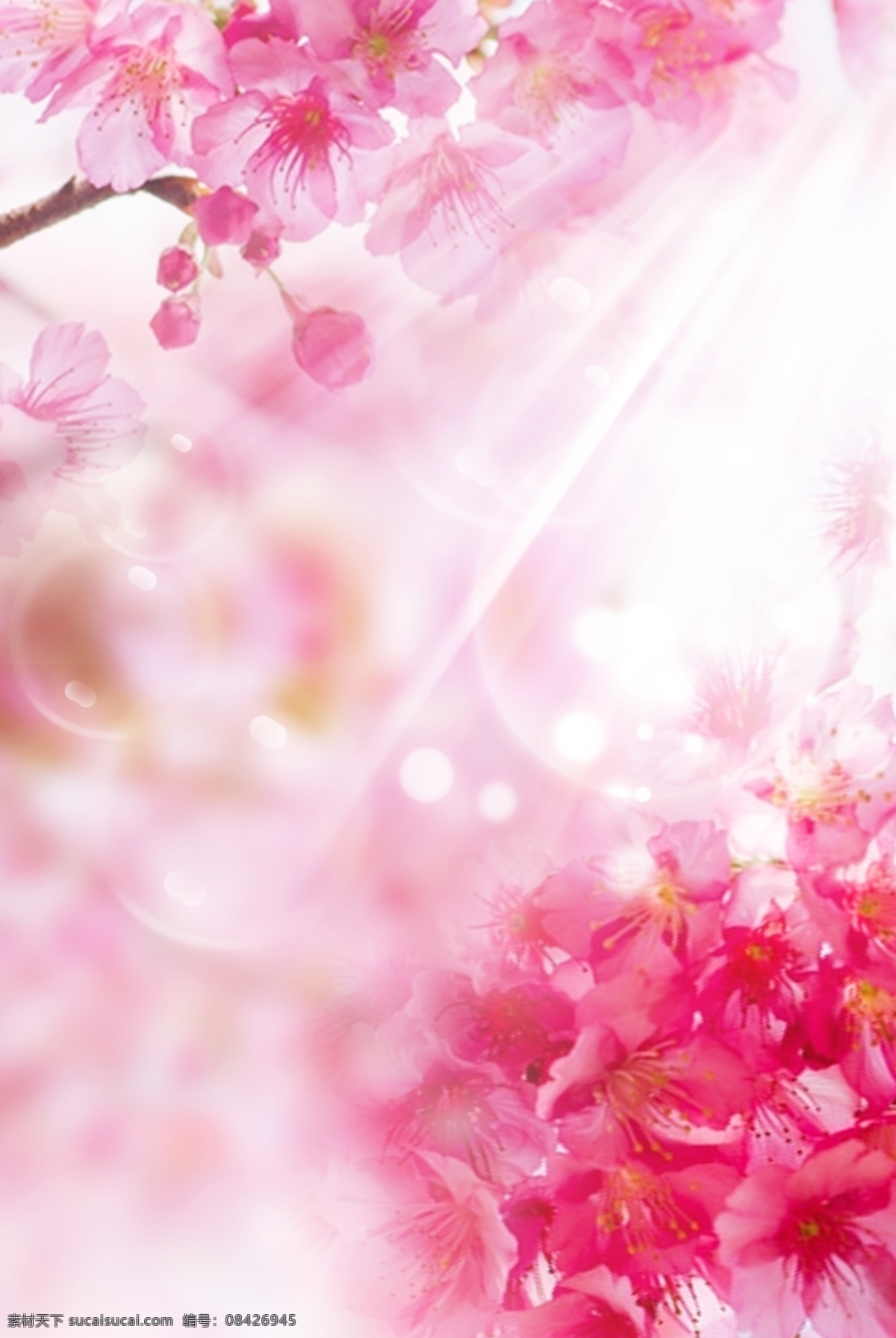 唯美 阳光 照射 桃花 背景 桃花节 春天 春季 清新 春季上新 桃花树 十里桃花 花瓣