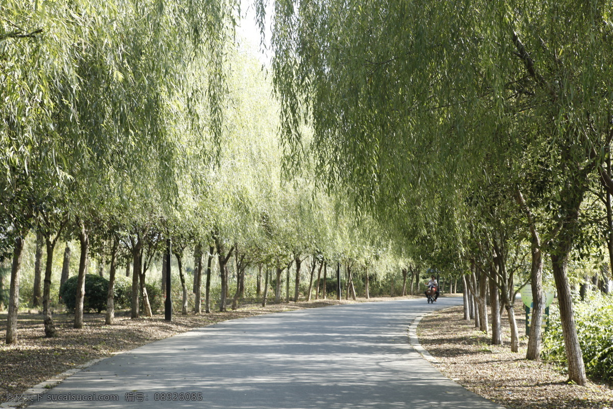 春天柳树 春柳 树荫 公园 园林 柳树 自然景观 自然风景