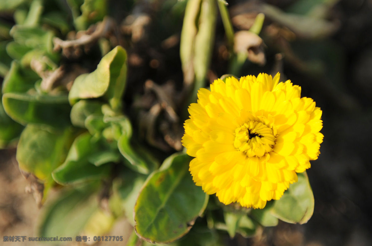 菊 韵 金秋 花卉 摄影图 生物世界 树木树叶 菊韵