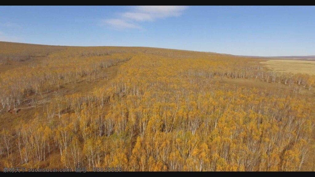 白桦林 秋 航拍 视频 风光 风景 秋天 实拍