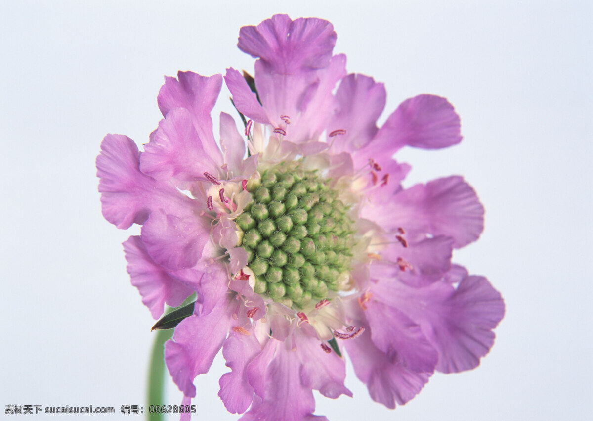 花朵免费下载 百花争艳 插花艺术 高清花朵 花 花朵 花朵花束 浪漫花朵 玫瑰 情人节花 水珠 鲜花装饰 鲜花 节日素材 情人节七夕