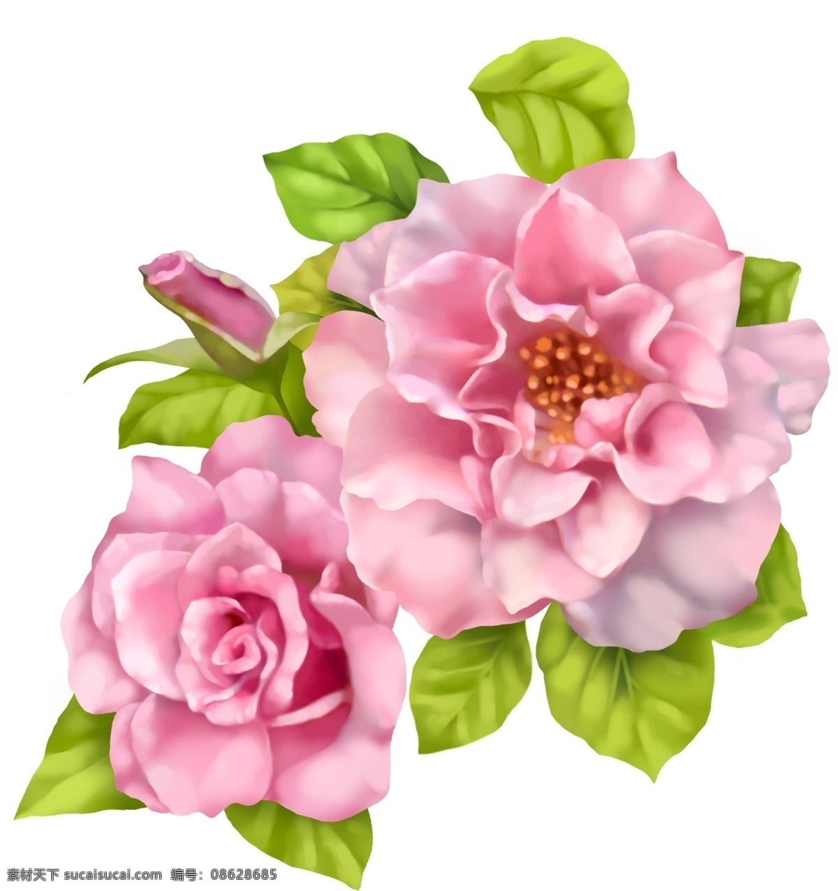 牡丹 花朵 大花 花 月季花 粉色大花 psd源文件