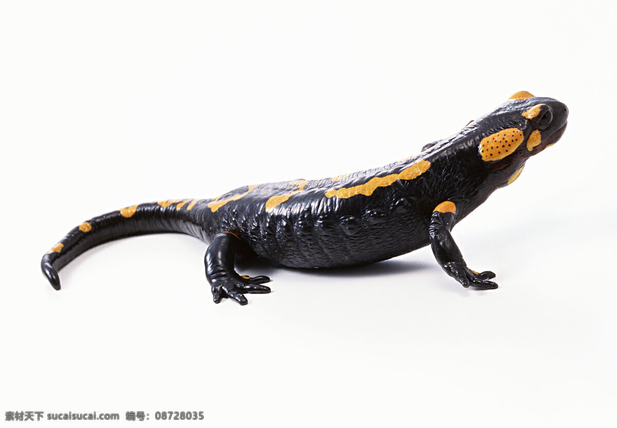 小 动物 壁虎 变色龙 动物世界 蜥蜴 小动物 爬行动物 生物世界