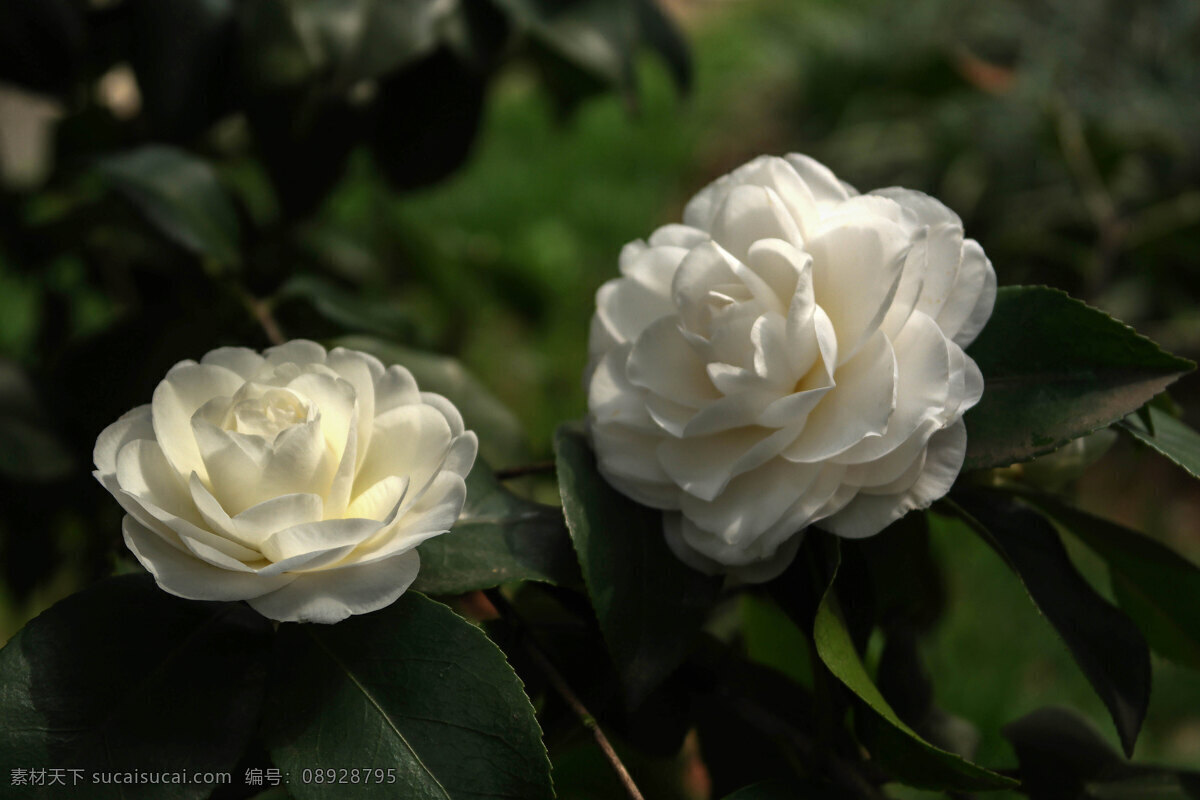 山茶花 白色花 茶花 绿叶 单瓣茶花 重瓣茶花 白山茶 生物世界 花草