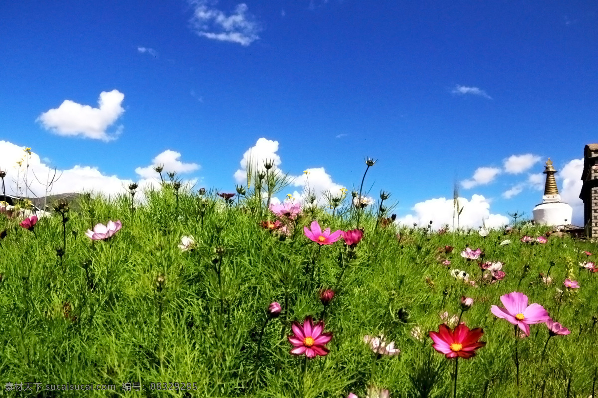 旅游风景 稻城 格桑花 风景 自然 摄影图 自己爱好 自然景观 自然风景