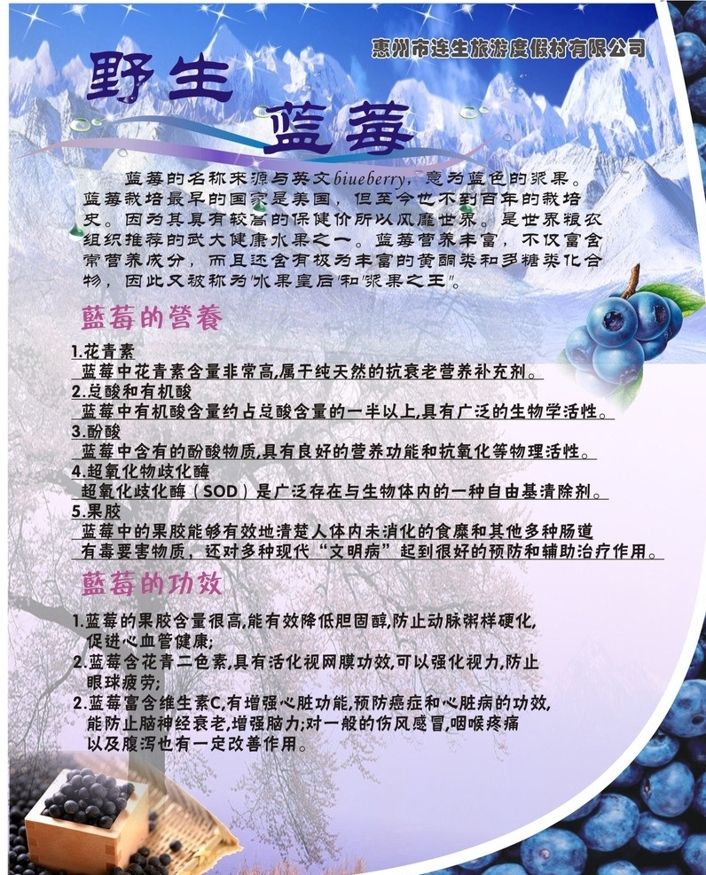 蓝莓 旅游 景区 水果 宣传 海报 矢量