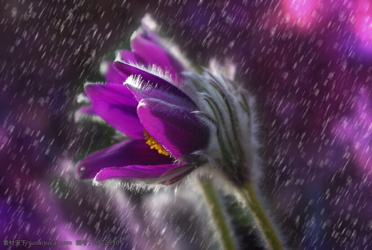 花卉背景 花 花园 春天 种子 黑色
