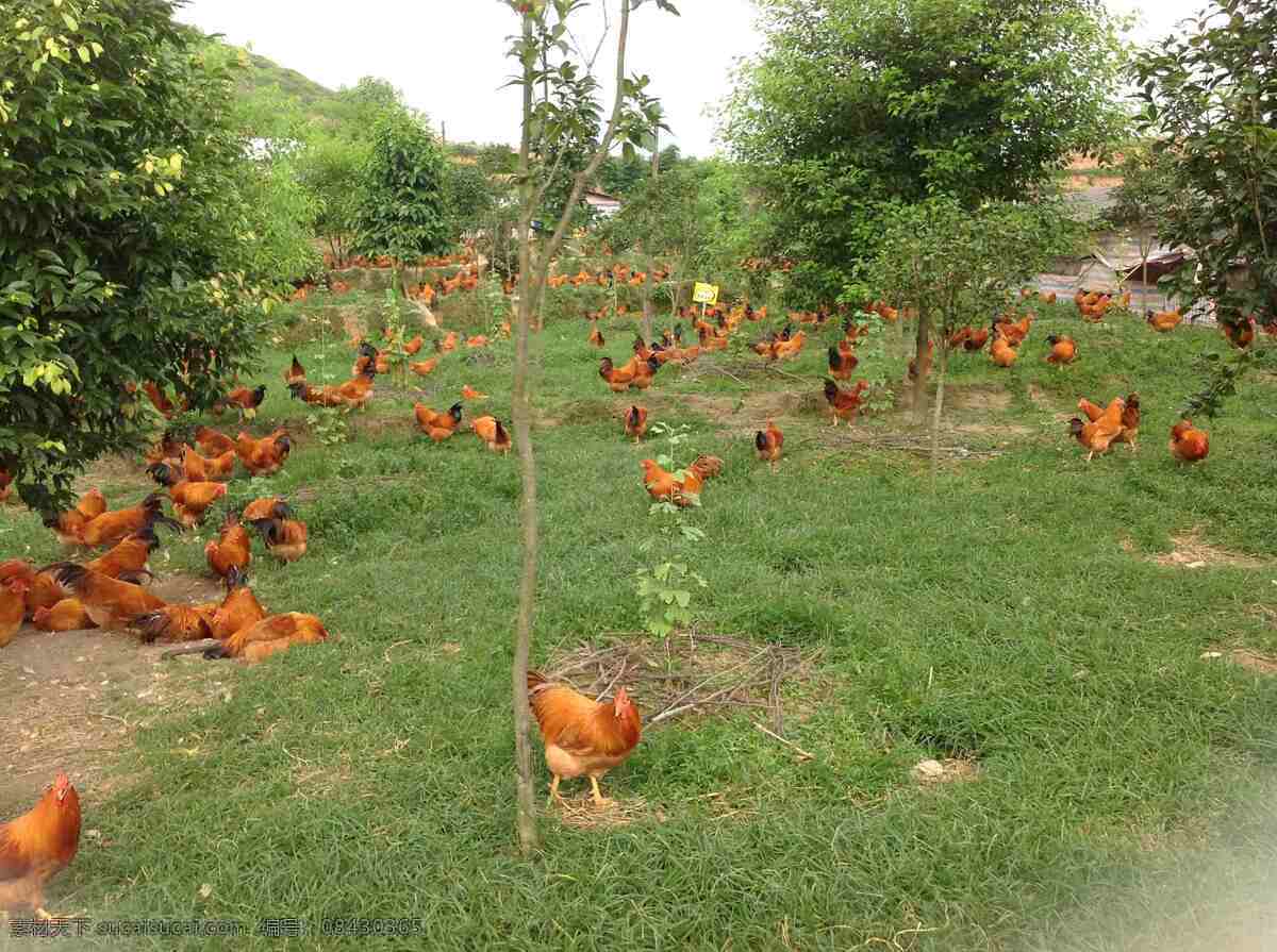 扇鸡养殖 扇鸡 养殖场地 走地鸡 巴马扇鸡 三黄鸡 生物世界 家禽家畜