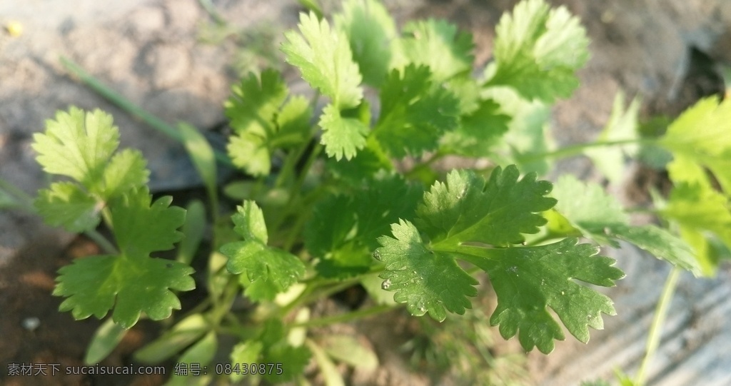 有机香菜 有机 香菜 刚长出来 小香菜 香菜叶 自然 生物世界 蔬菜