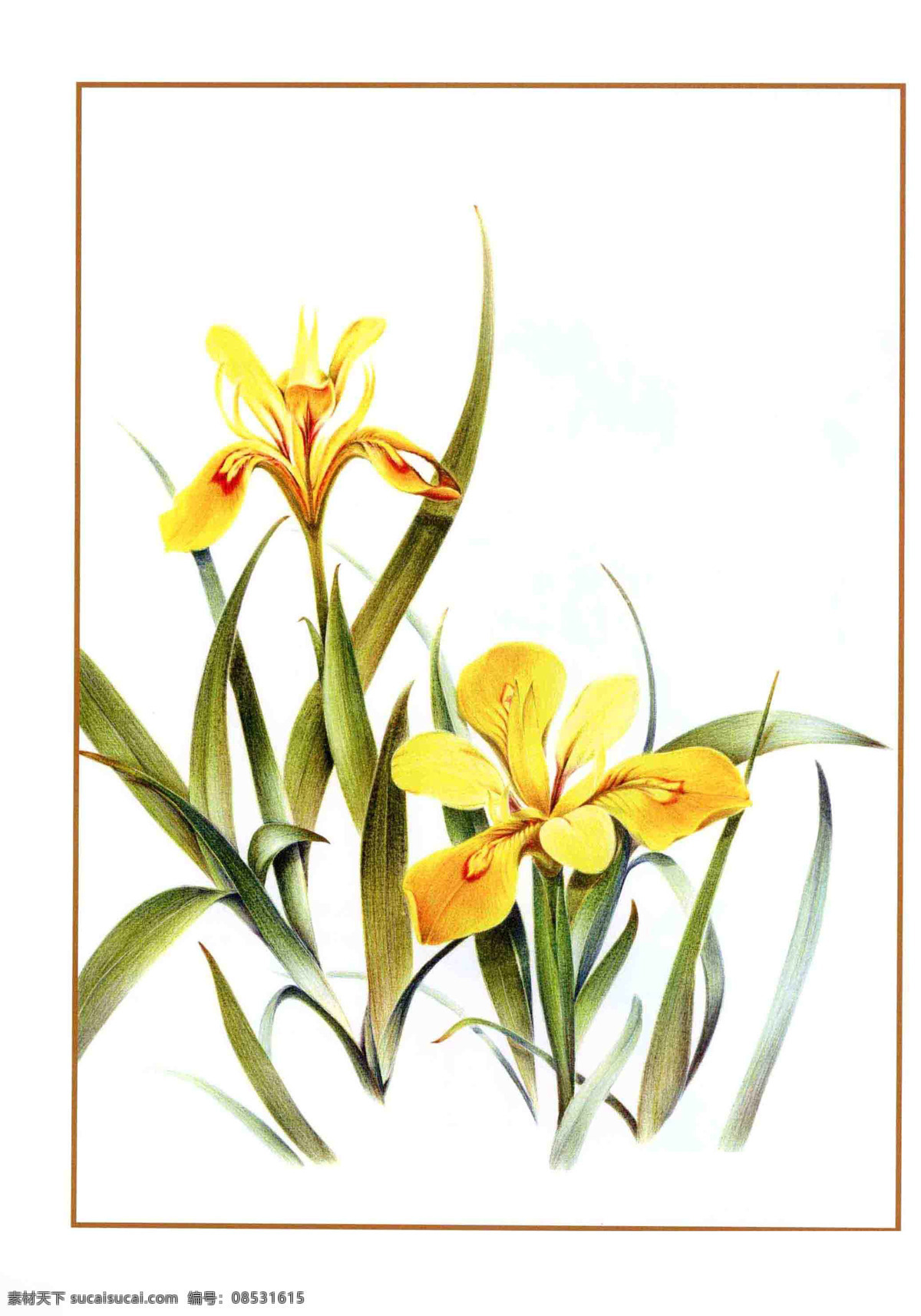 手绘花卉植物 彩铅 绘画 手绘 花朵 花卉 植物 生物世界 花草