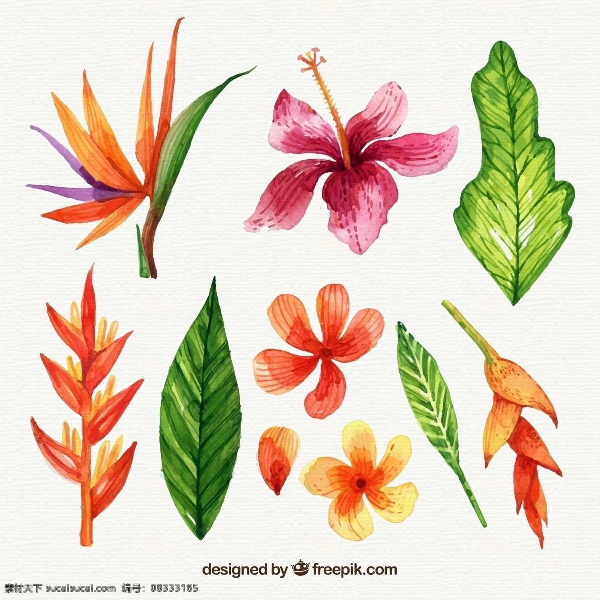 彩绘热带花朵 扶桑花 鹤望兰 鸡蛋花 火鸟蕉 彩色 热带 花卉 叶子 文化艺术 绘画书法