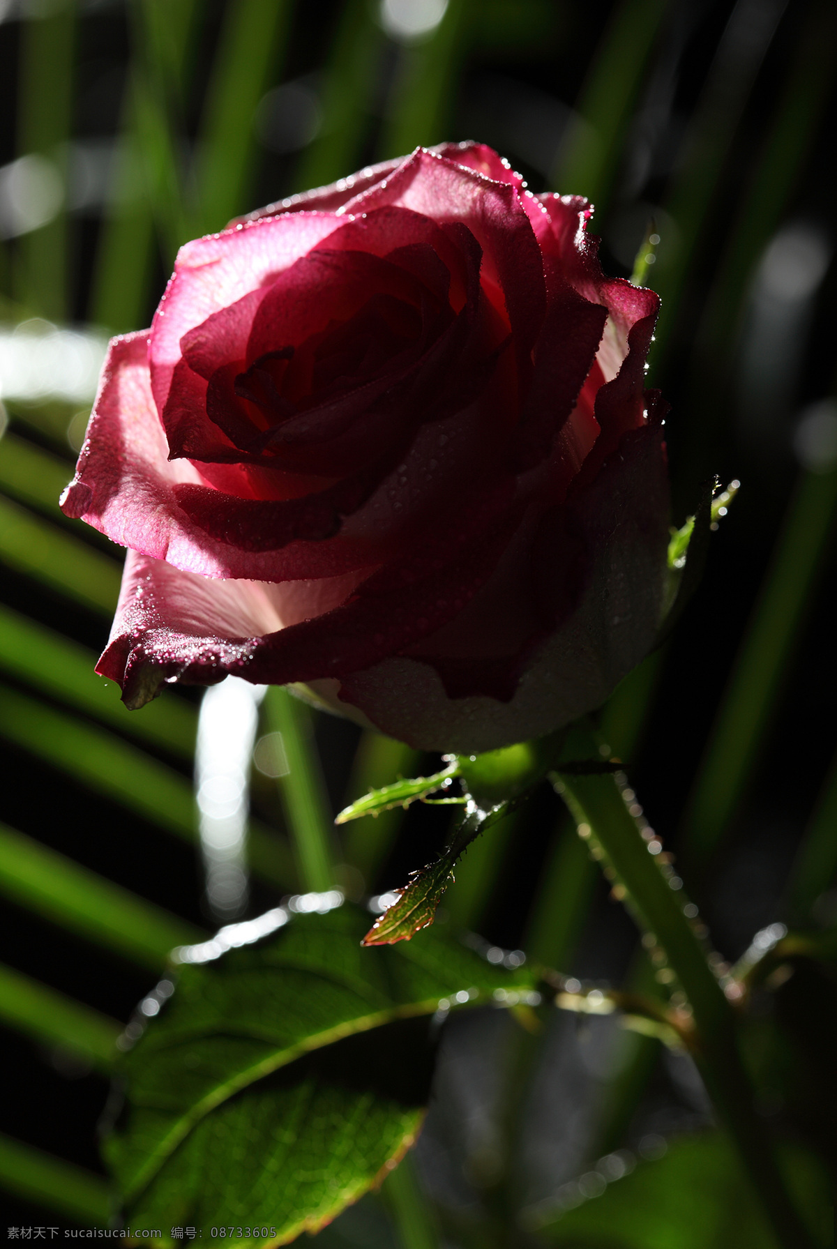 枝 玫瑰花 情人节 植物花朵 美丽鲜花 漂亮花朵 花卉 鲜花摄影 花草树木 生物世界