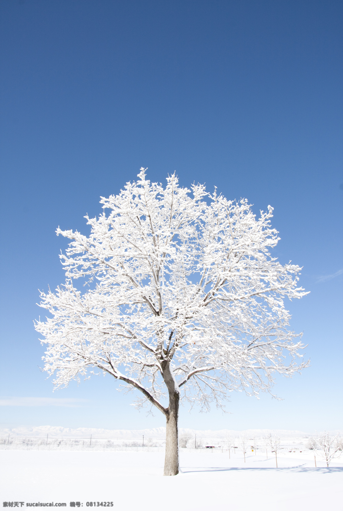 美丽的雪树 美丽风光 风光摄影 冬季美景 冬天风光 雪树 冬天的树 蓝天 天空 摄影素材 景色素材 自然风景 自然景观