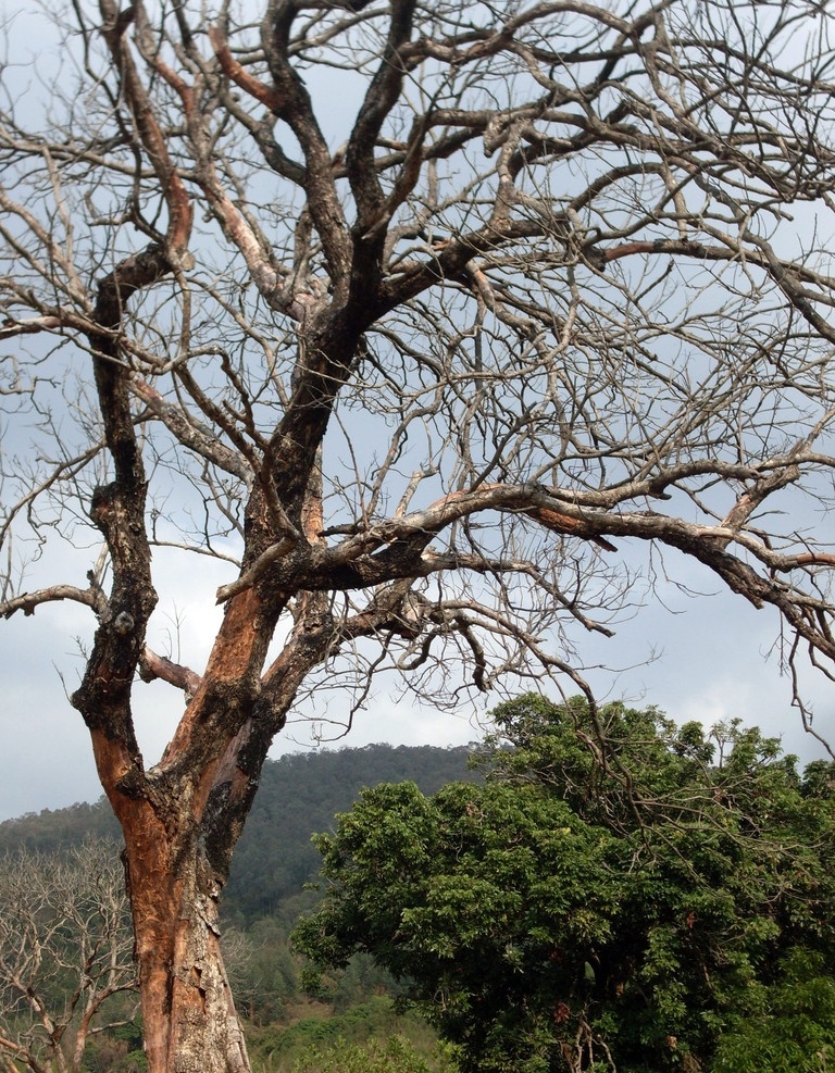 枯树 古树 树木树叶 生物世界