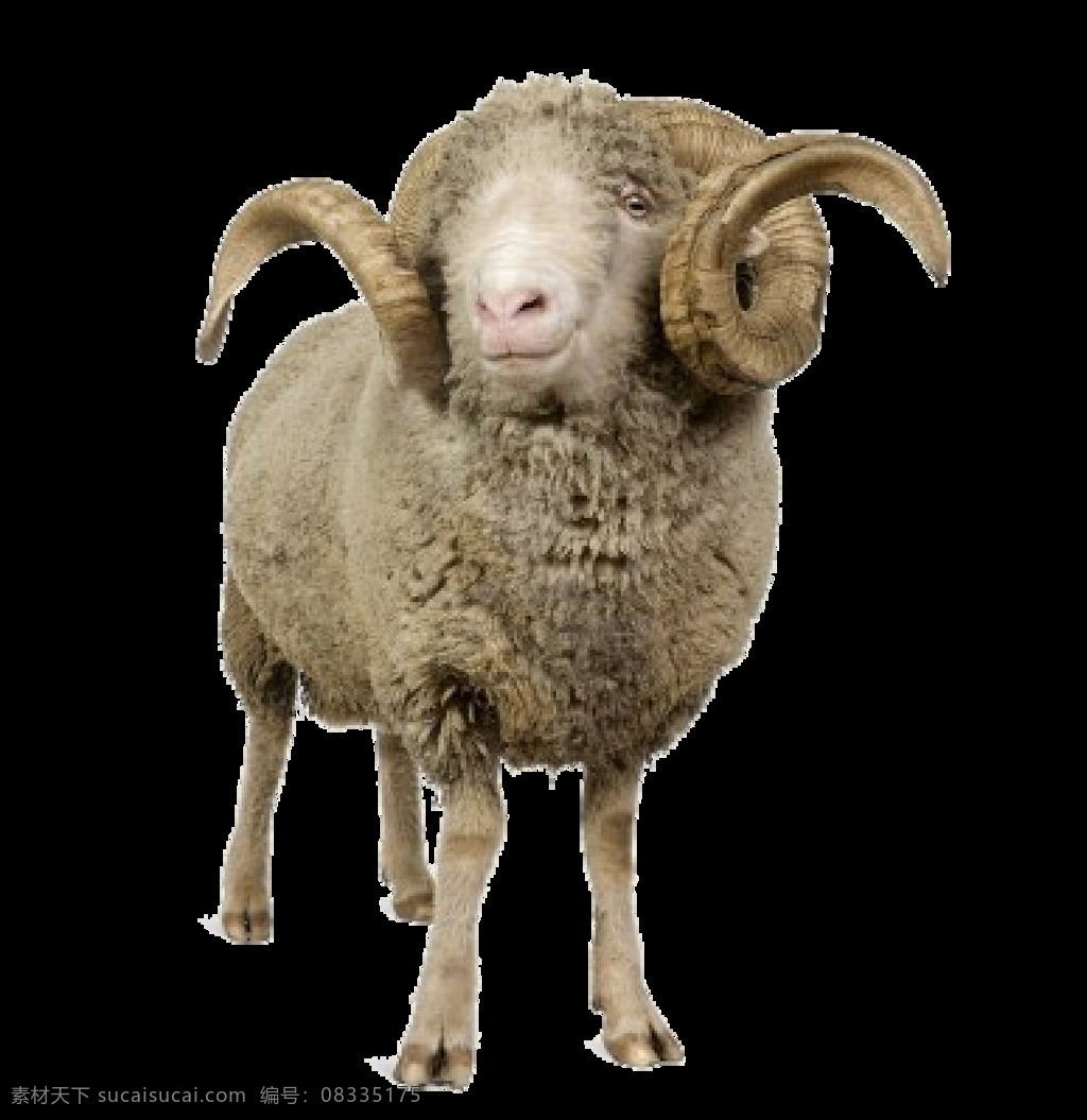 小尾寒羊 羊 盘角羊 大角羊 山羊 绵羊 大尾寒羊