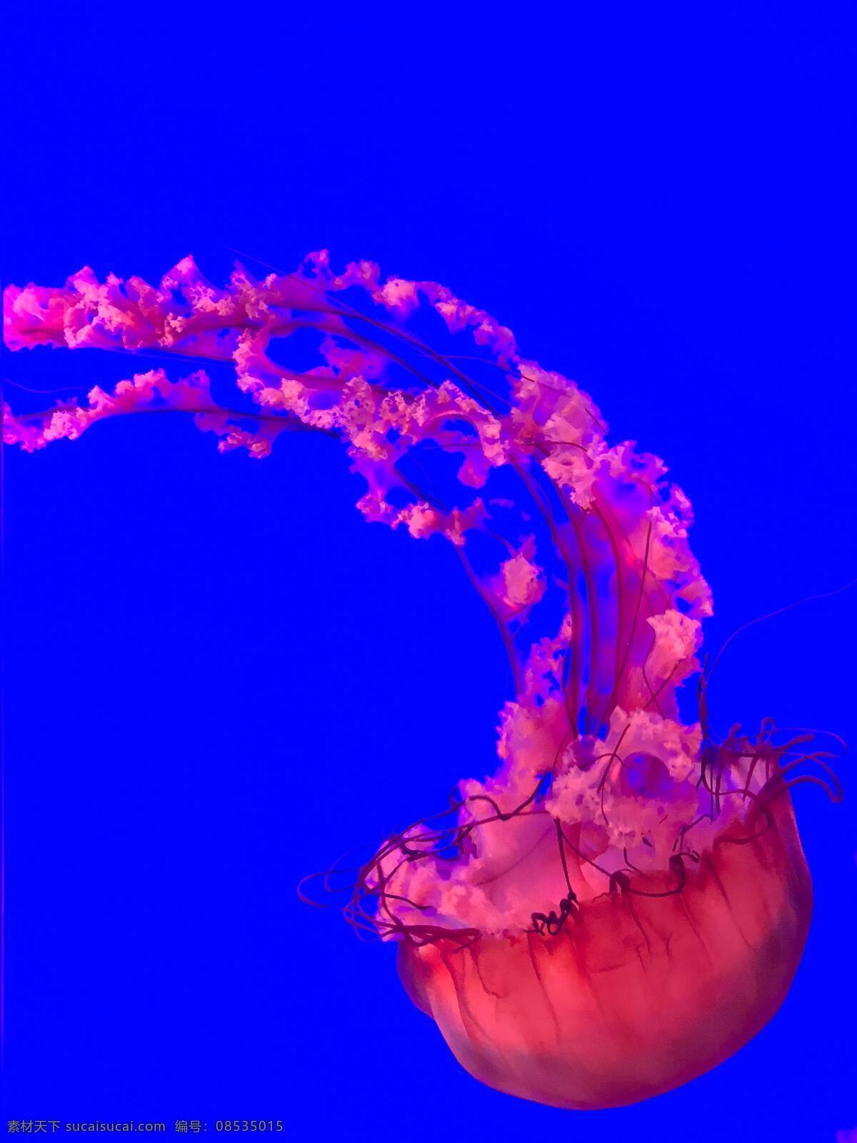 水母 软体 浮游 触须 彩色 水族 斑斓 海洋 风景 生物世界 海洋生物