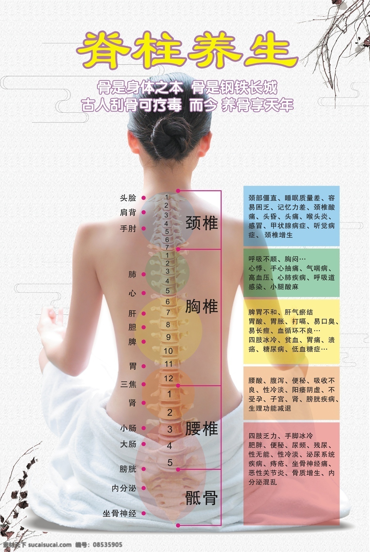 脊柱养生图 脊柱 养生 中医 胸椎 颈椎 腰椎 展板模板