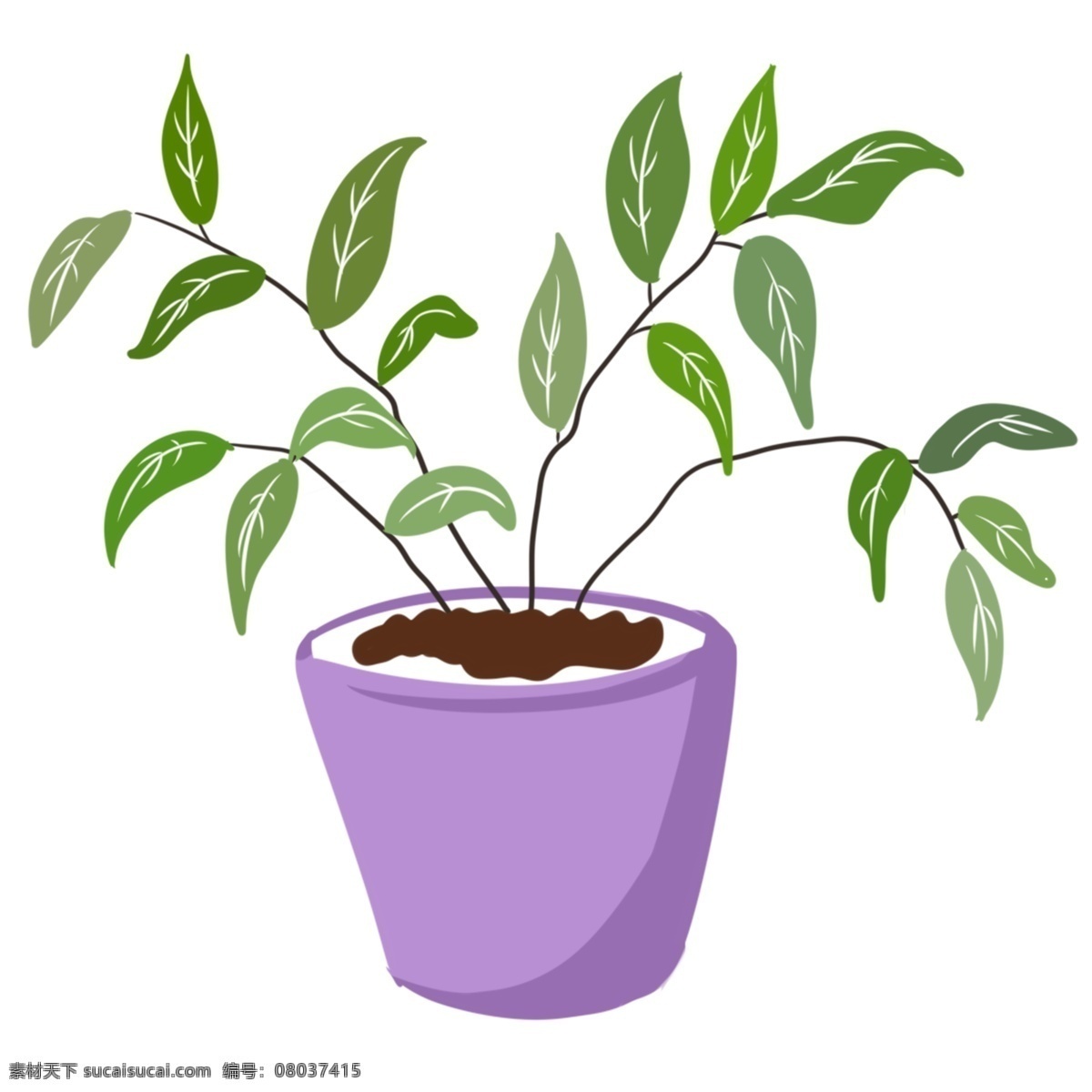 美丽 绿色植物 插画 白色的叶子 卡通插画 盆栽插画 绿植插画 植物插画 绿色插画 紫色的花盆