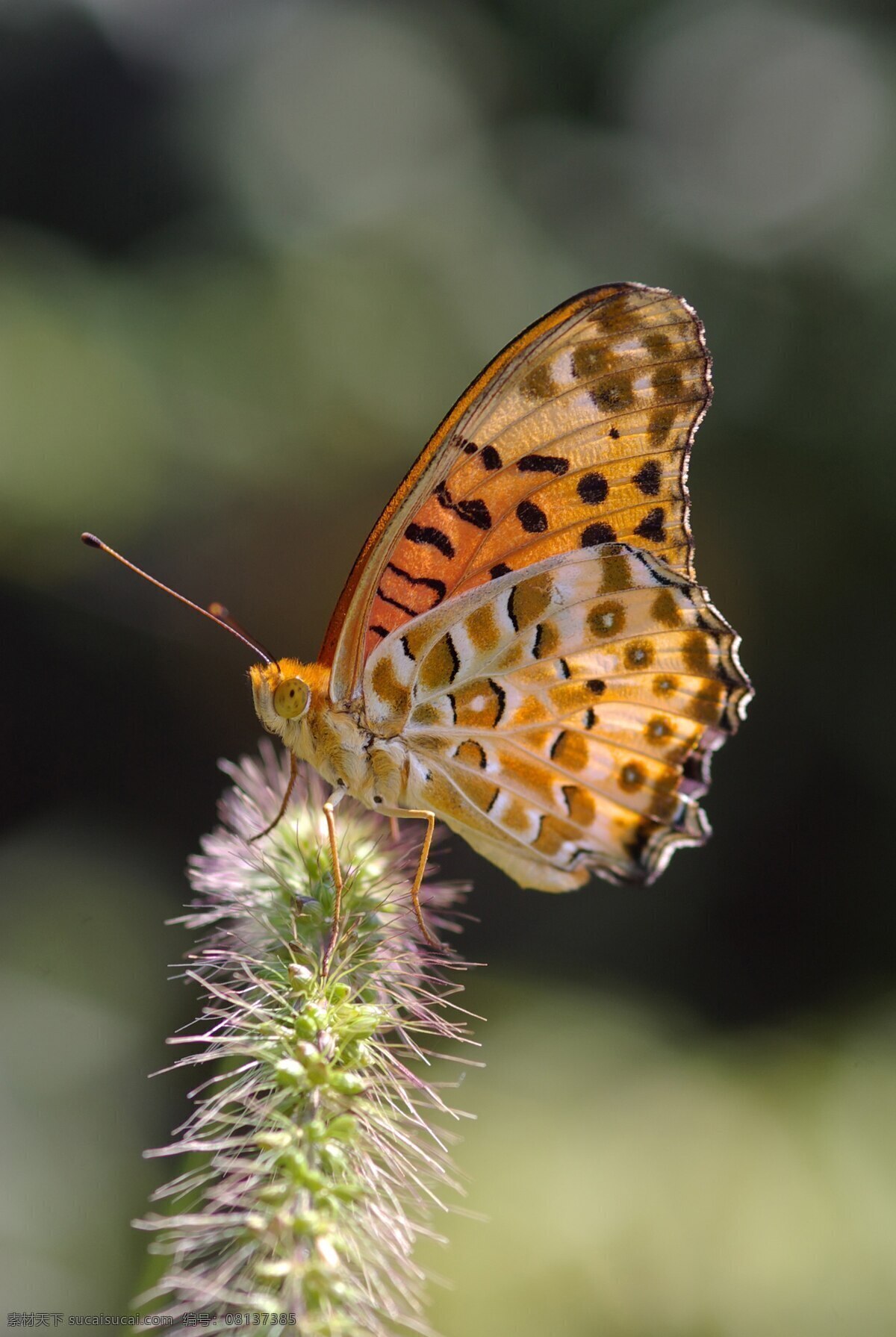 蝴蝶 翅膀 动物 动物世界 飞行 风景 昆虫 绿色 生物世界 唯美 摄影图库 psd源文件