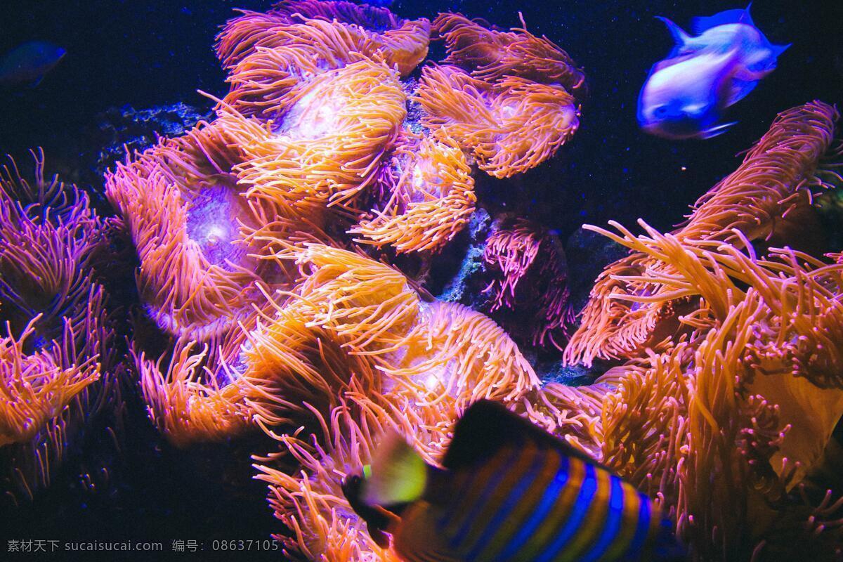 珊瑚 海底世界 鱼摄影 鱼 海洋生物 海洋景观 大海 海鱼 海洋馆 海洋世界 海洋 海底背景 海洋背景 水族世界 水下世界 海底鱼 海底生物 生物世界 海