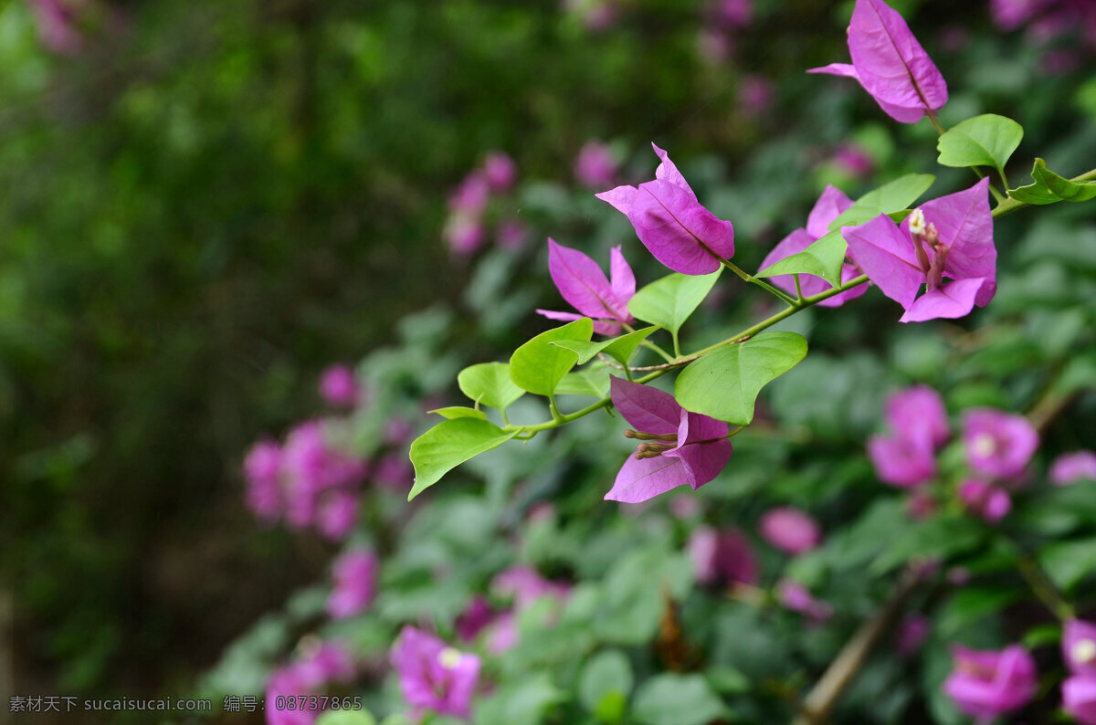 三角梅花卉