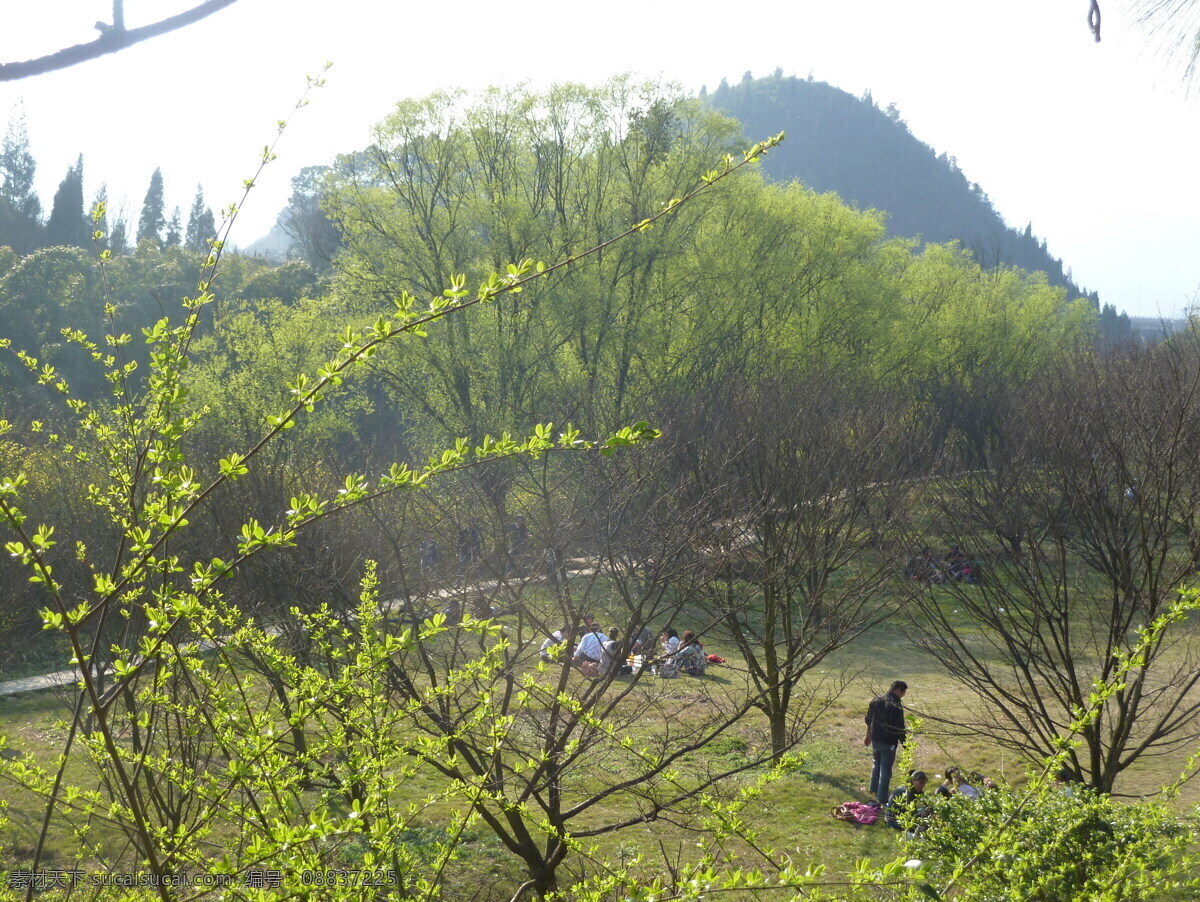 春游 草地 春季 旅游摄影 绿树 休闲 游人 自然风景 psd源文件