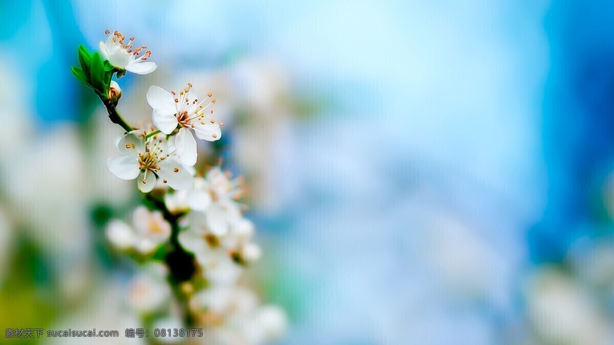 桃花 背景 图 背景图 壁纸 花儿 花卉壁纸 蓝色背景 蓝天 清爽 清新 漂亮壁纸 家居装饰素材 壁纸墙画壁纸