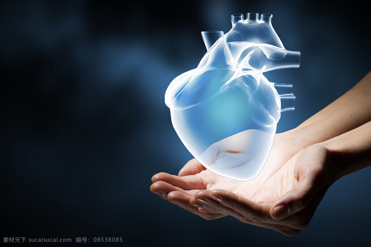 心脏 器官 脏器 肺部 心血管 人体 人体器官 人器官图片 人物图库 其他人物