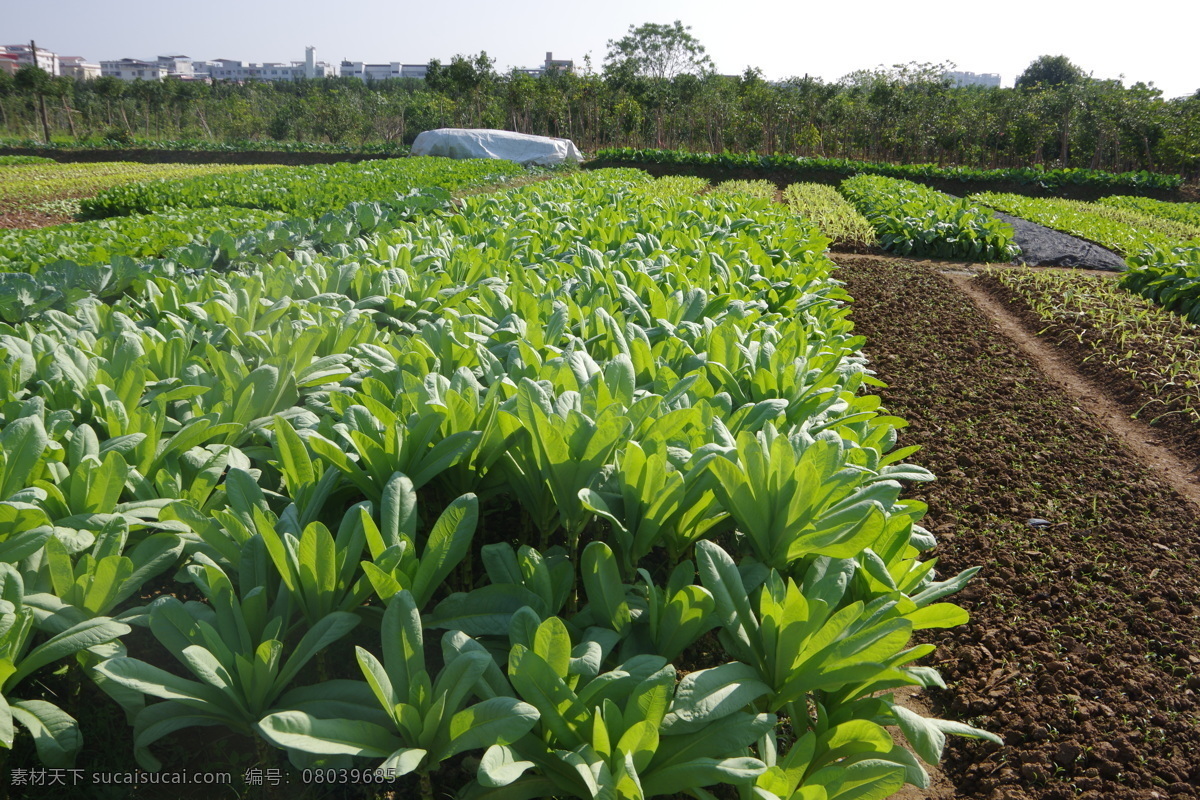 蔬菜种植区 蔬菜基地 种植园 成片 成行 蔬菜 包菜 油菜 三月菜 芥菜 果树 蓝天 自然景观 田园风光