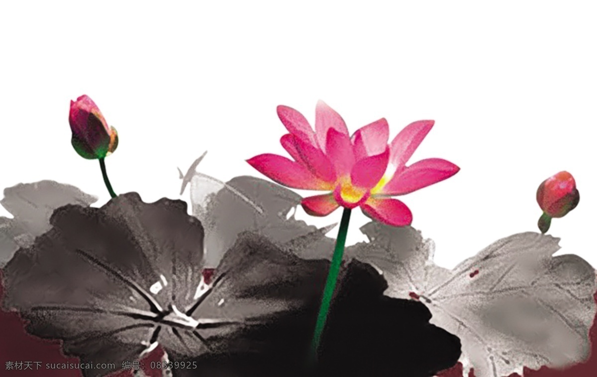 水墨荷花 荷花 养身背景 背景花 中国画 展板模板