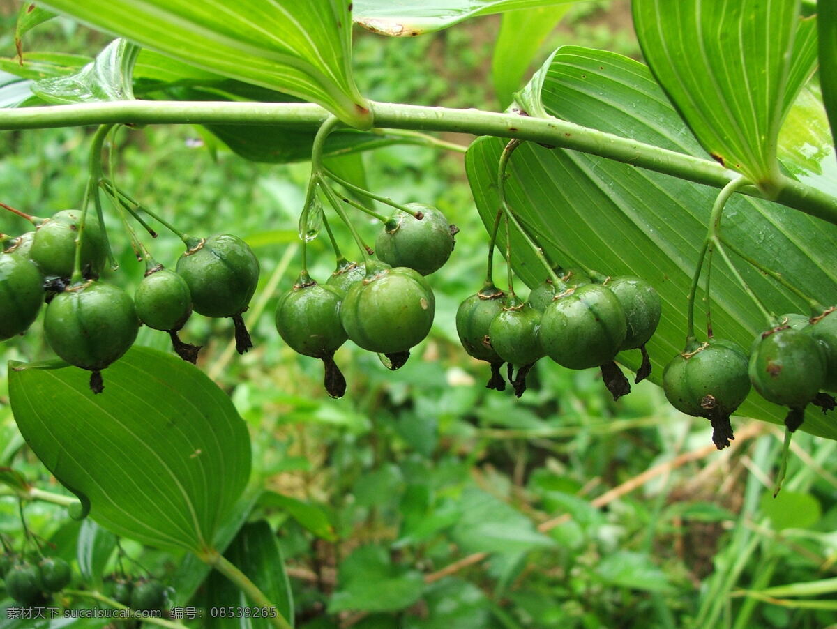 黄精果实 黄精叶子 黄精 植物 水果 生物世界