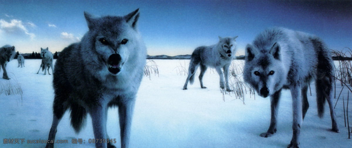 狼群 狼 生存 凶狠 团队 美丽 漂亮 气势 雪 生物世界 野生动物 摄影图库