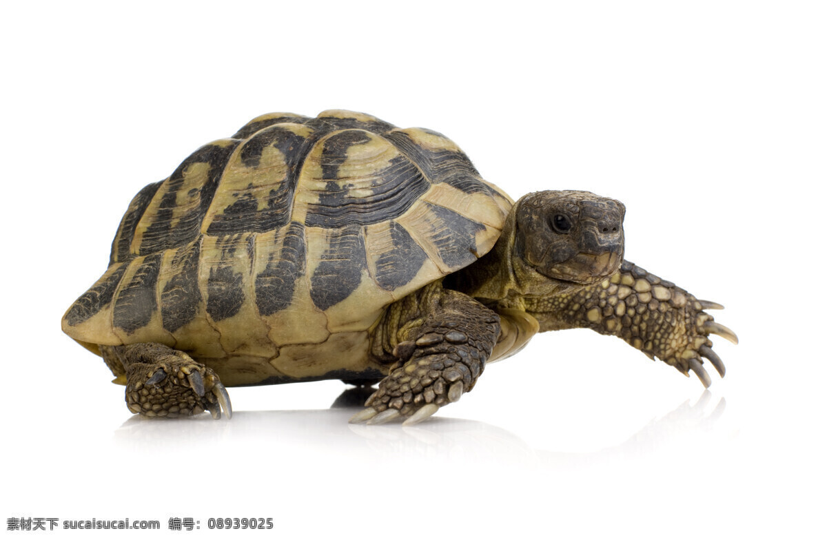 爬行 乌龟 海龟 动物世界 野生动物 陆地动物 生物世界