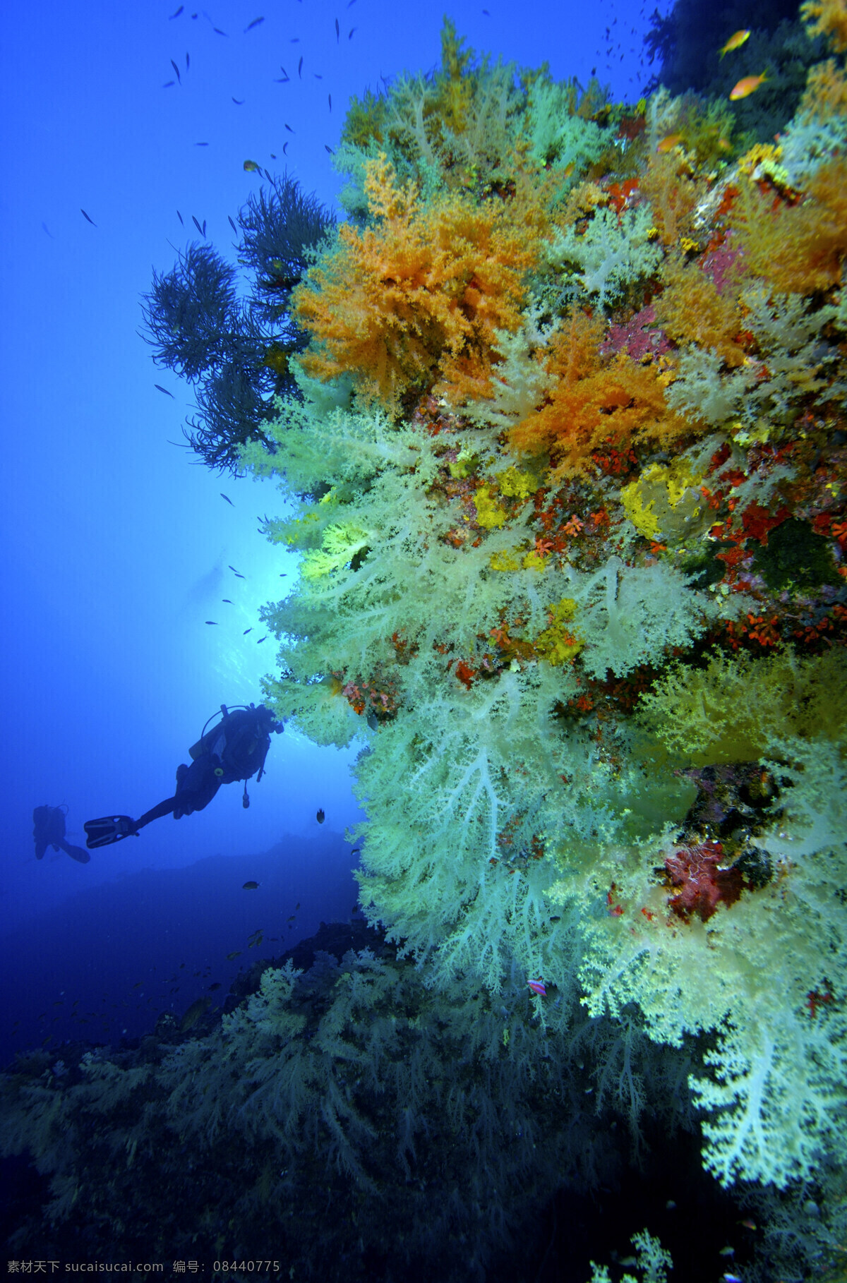 海底世界 海水 生物 海洋 海底生物 珊瑚 生物世界 海洋生物 潜水者