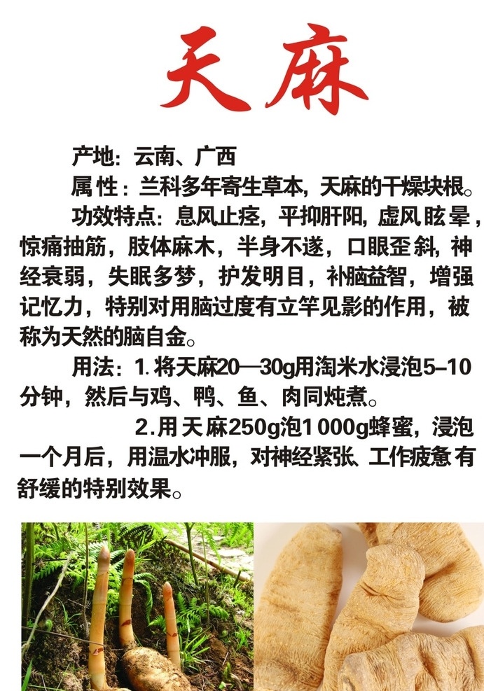 天麻 天麻文字介绍 天麻图片 健康 药材