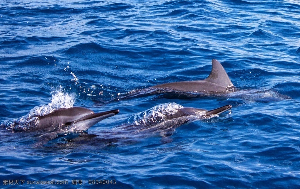 海狶 鱼兽 鱼狸 海豚鱼 海豨 海猪 海猪仔 oceanic dolphins delphis delphinids 水生哺乳动物 哺乳动物 海洋哺乳动物