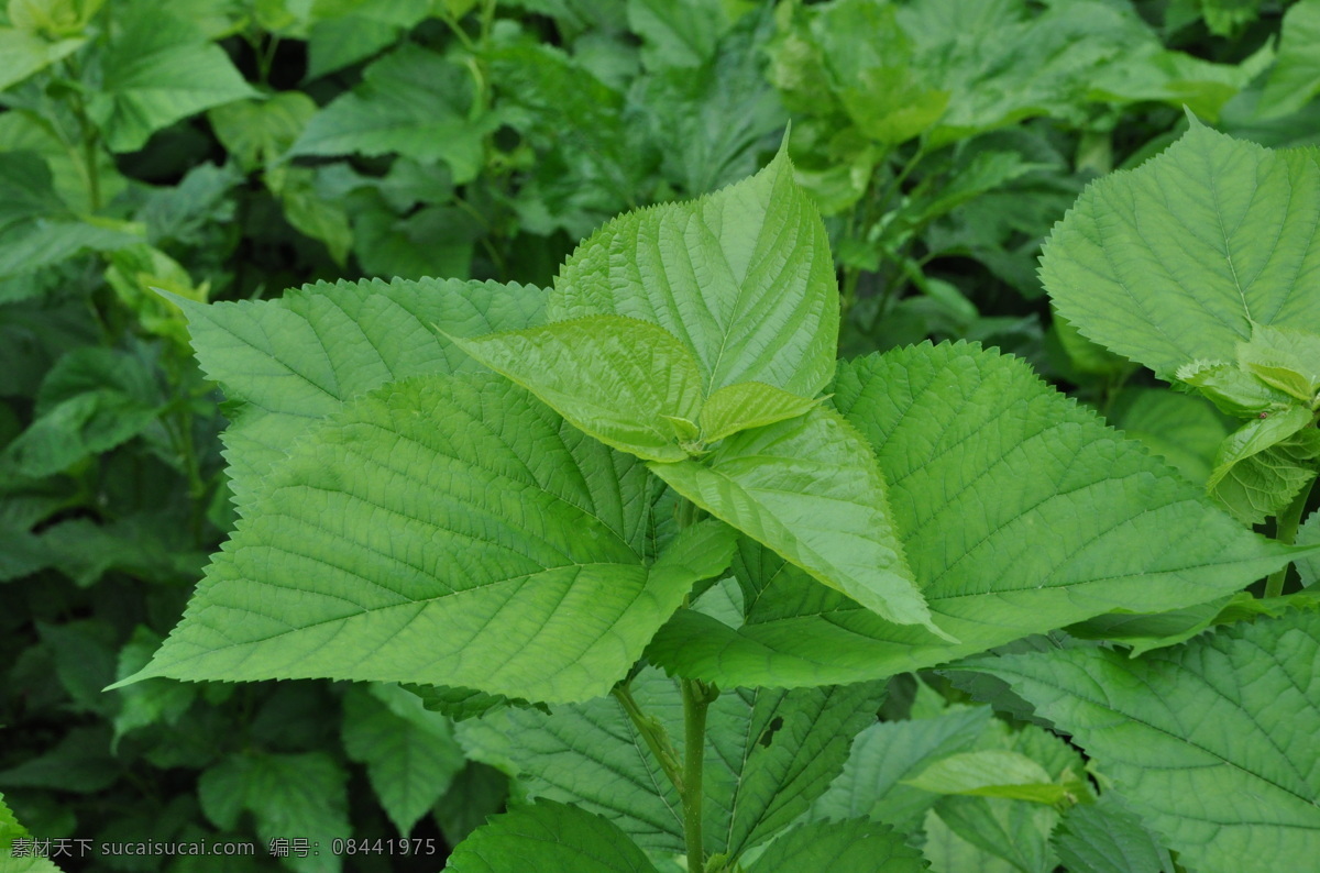 桑树 桑叶 桑芽 桑枝 植物 绿色 树叶 绿叶 嫩芽 桑园 桑田 绿色植物 桑树园 养蚕 蚕 蚕丝 蚕茧 丝绸 摄影图库 桑蚕 生物世界 树木树叶