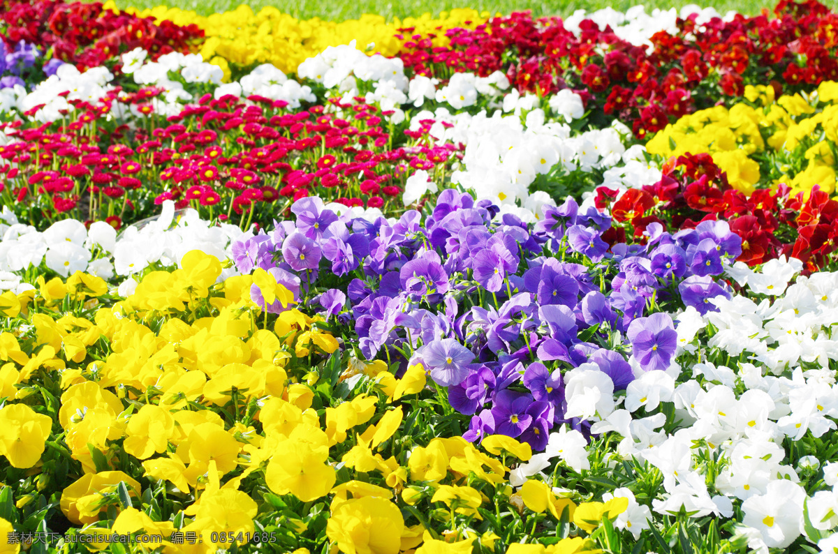 花海 菊花 花朵 小花 花束 花瓣 春天 菊花茶 开花 生物世界 花草