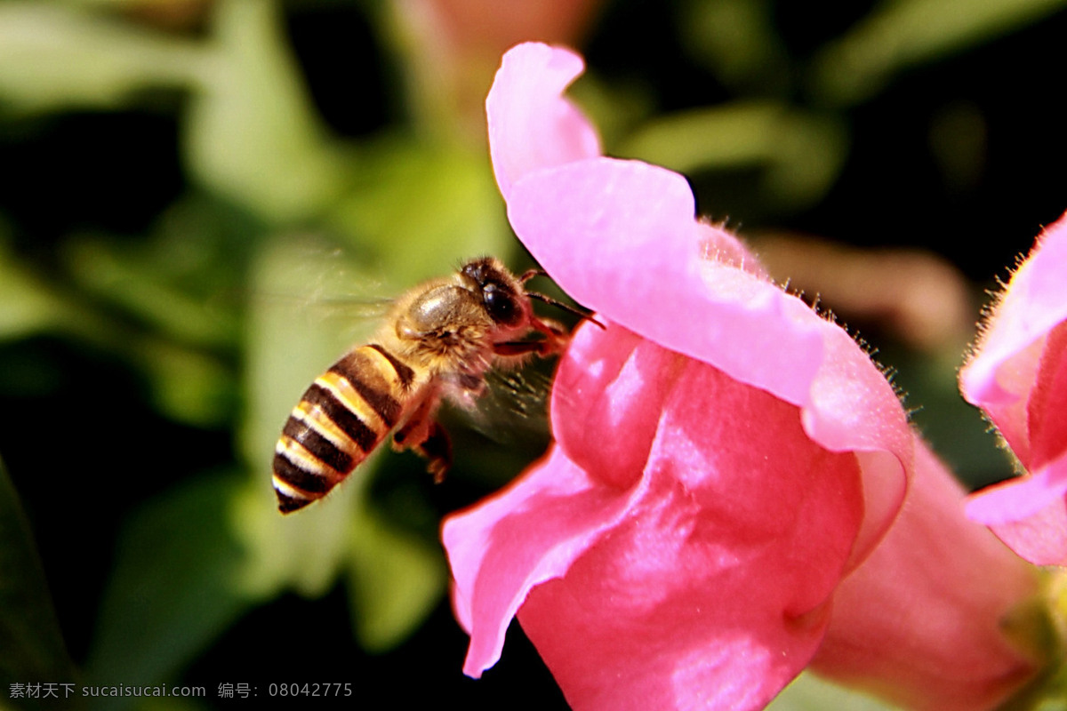蜜蜂 花 花草 昆虫 绿色 蜜蜂采蜜 生物世界 野花 蜜蜂和花 蜜蜂特写