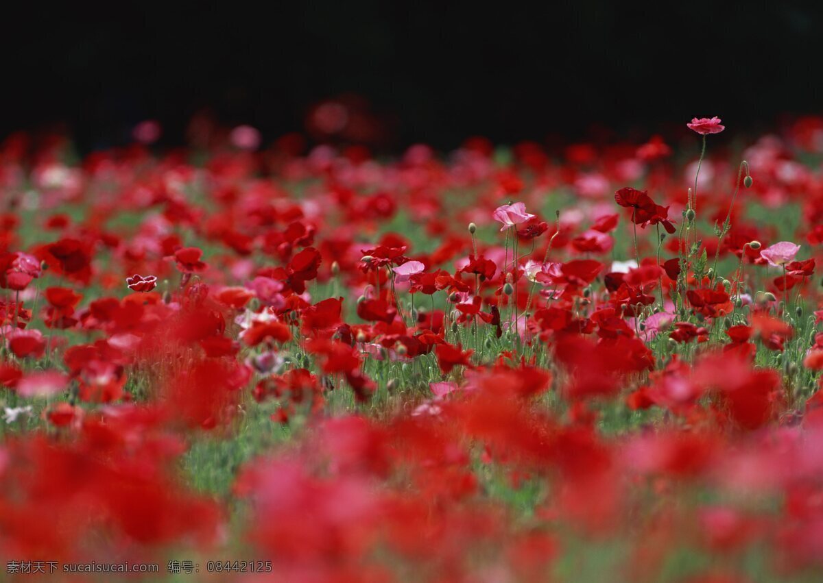 红色 花卉 风景 自然风景 花草 生物世界 鲜花 花海 花卉风景 红色花海 野花 春天景象 花草树木