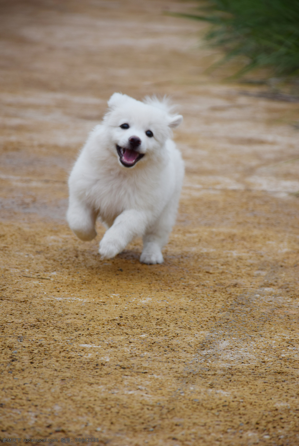 大白熊 幼犬 小狗 大白熊幼犬 萌萌的小狗 萌萌哒 萌物 白狗 有爱小狗 小动物 生物 白色生物 白色小狗 大白熊犬 大白熊小时候 幼年大白熊 萨摩耶幼犬 大白熊三个月 狗狗 白狗狗 运动的狗狗 小白狗 小白狗幼犬 小崽 小仔 小狗崽 生物世界 其他生物