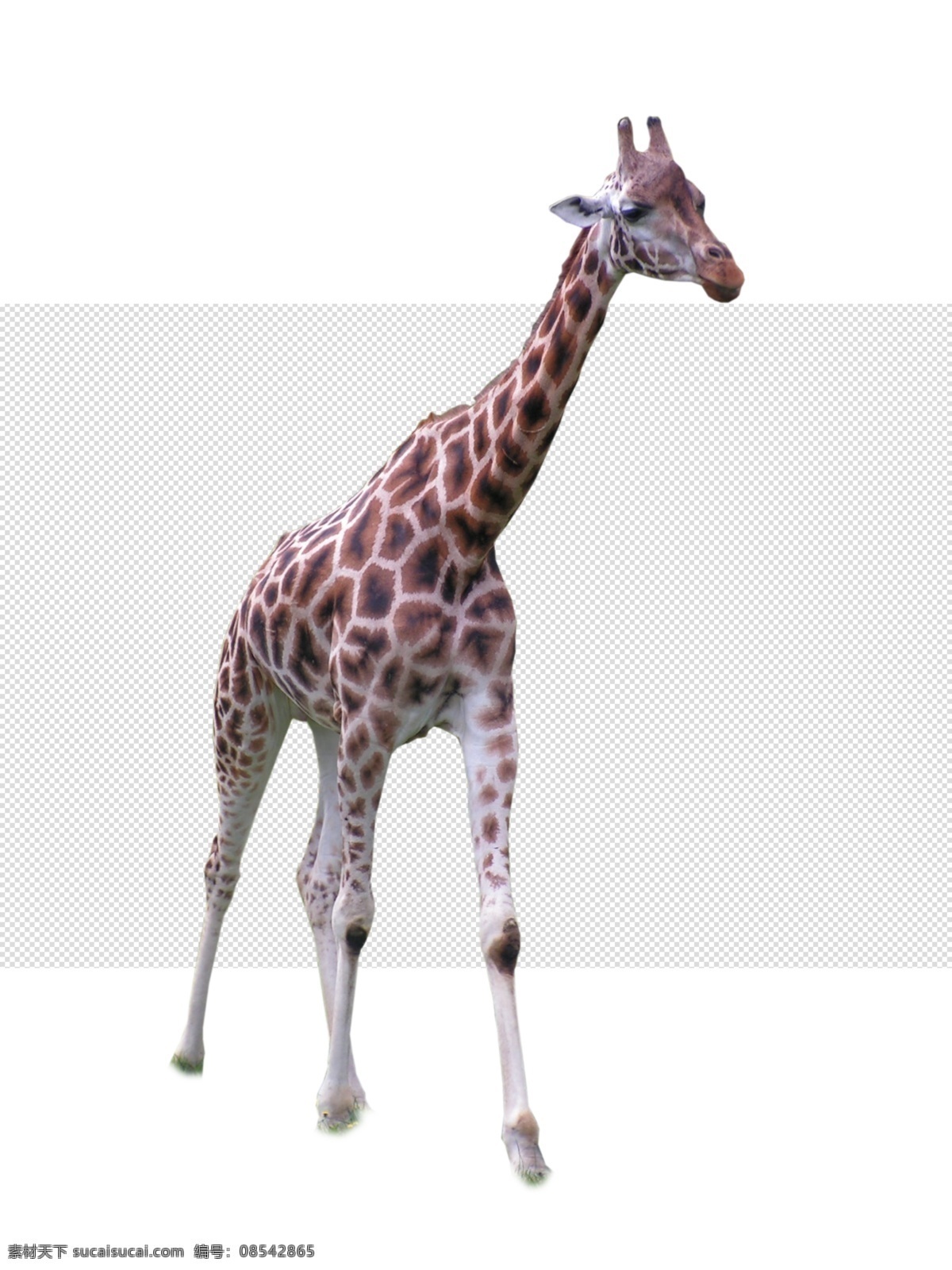 长颈鹿 鹿 长脖子 最长脖子图片 最长脖子 长颈 透明底 动物 免抠图 psd分层图 分层图 免扣 透明 透明背景 物 分层