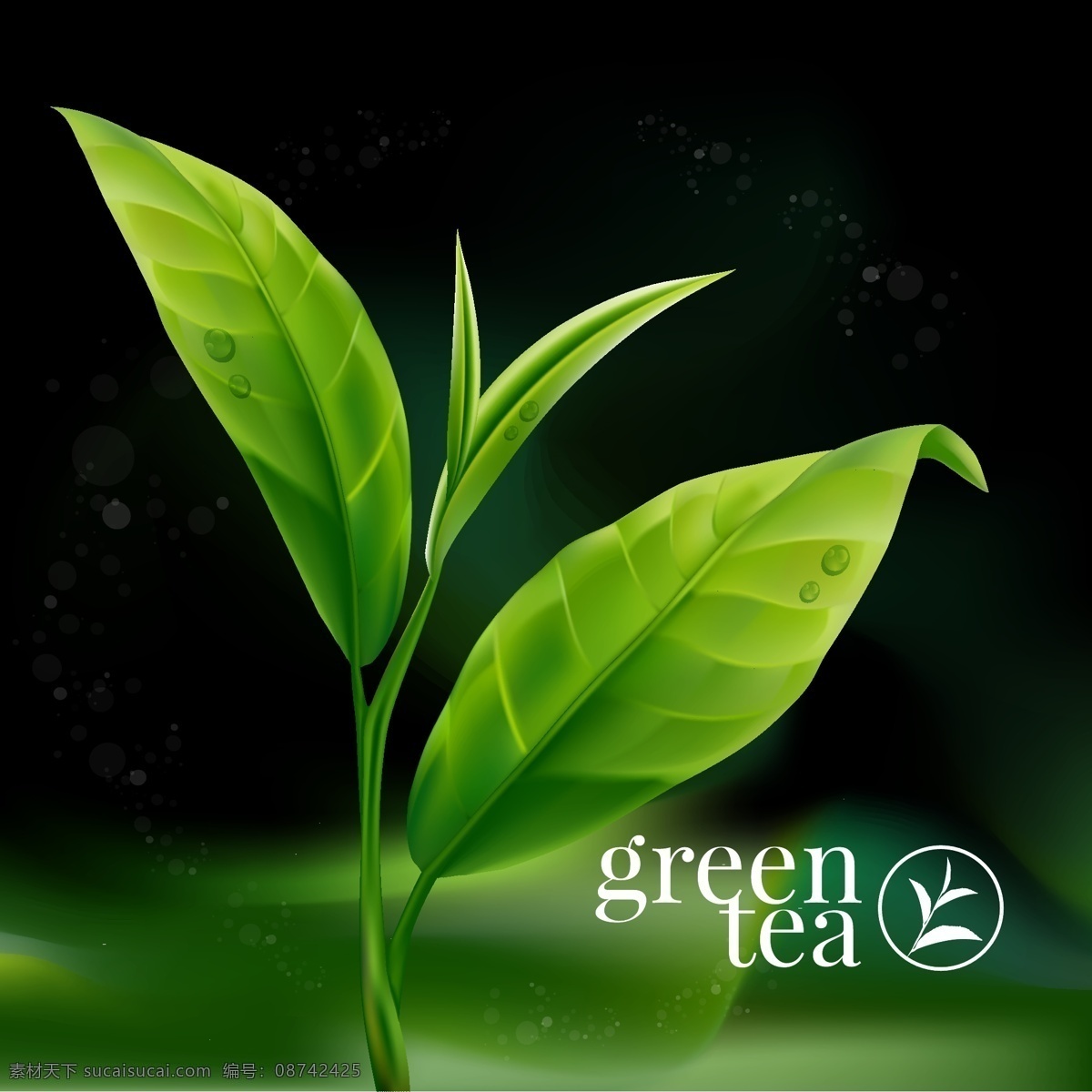绿色 带 露水 茶叶 插画 植物 清新