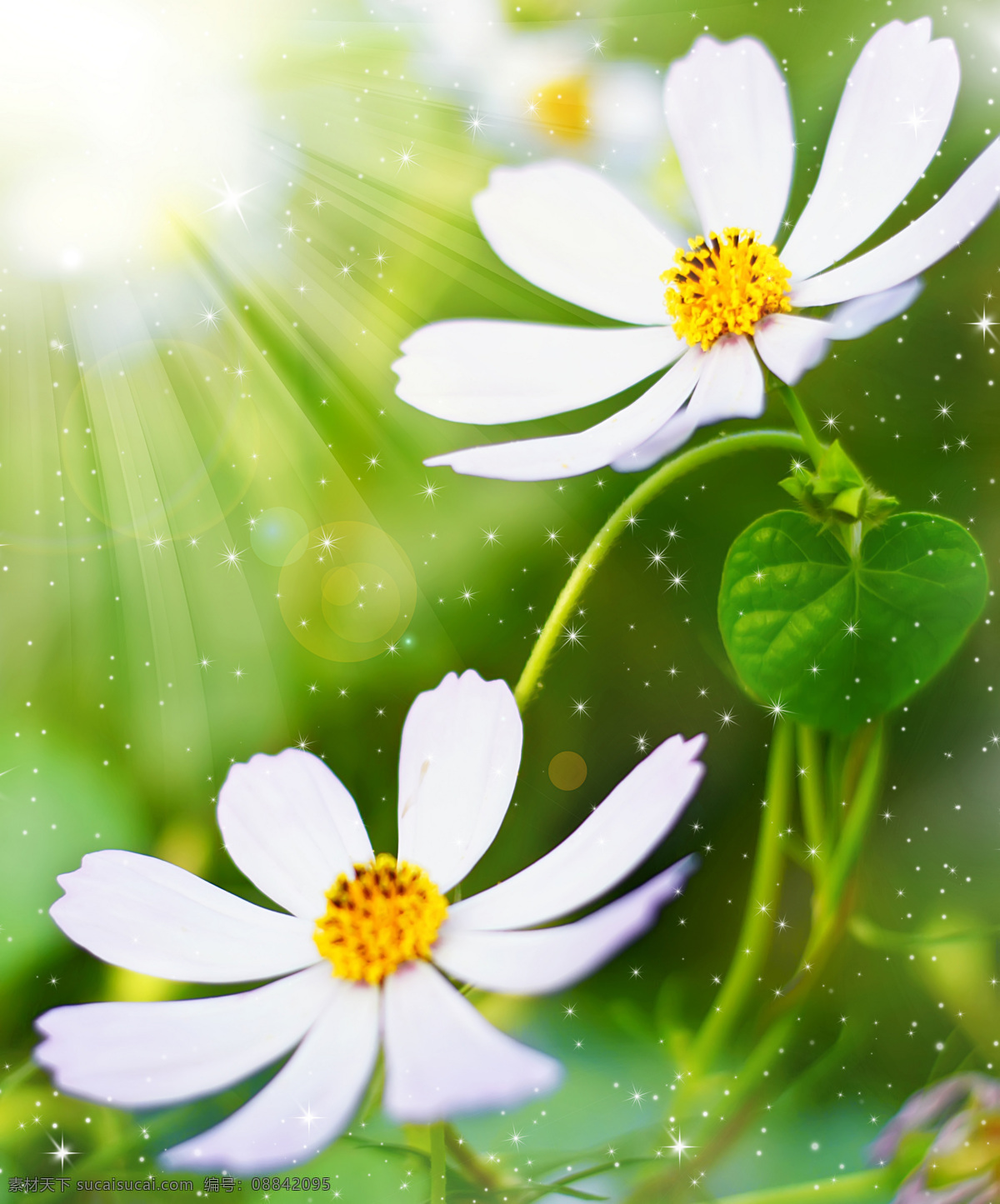 白色 雏 菊花 背景 自然 风景 花卉 花朵 美丽 清新 免费素材下载 背景墙 背景图 装饰画 阳光 晨光