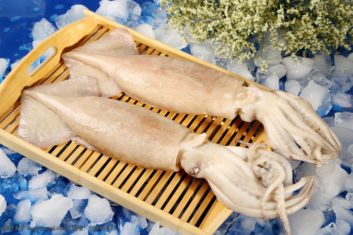 鱿鱼 海鲜 新鲜 摆拍 实物 鱿鱼整体 生物世界 海洋生物