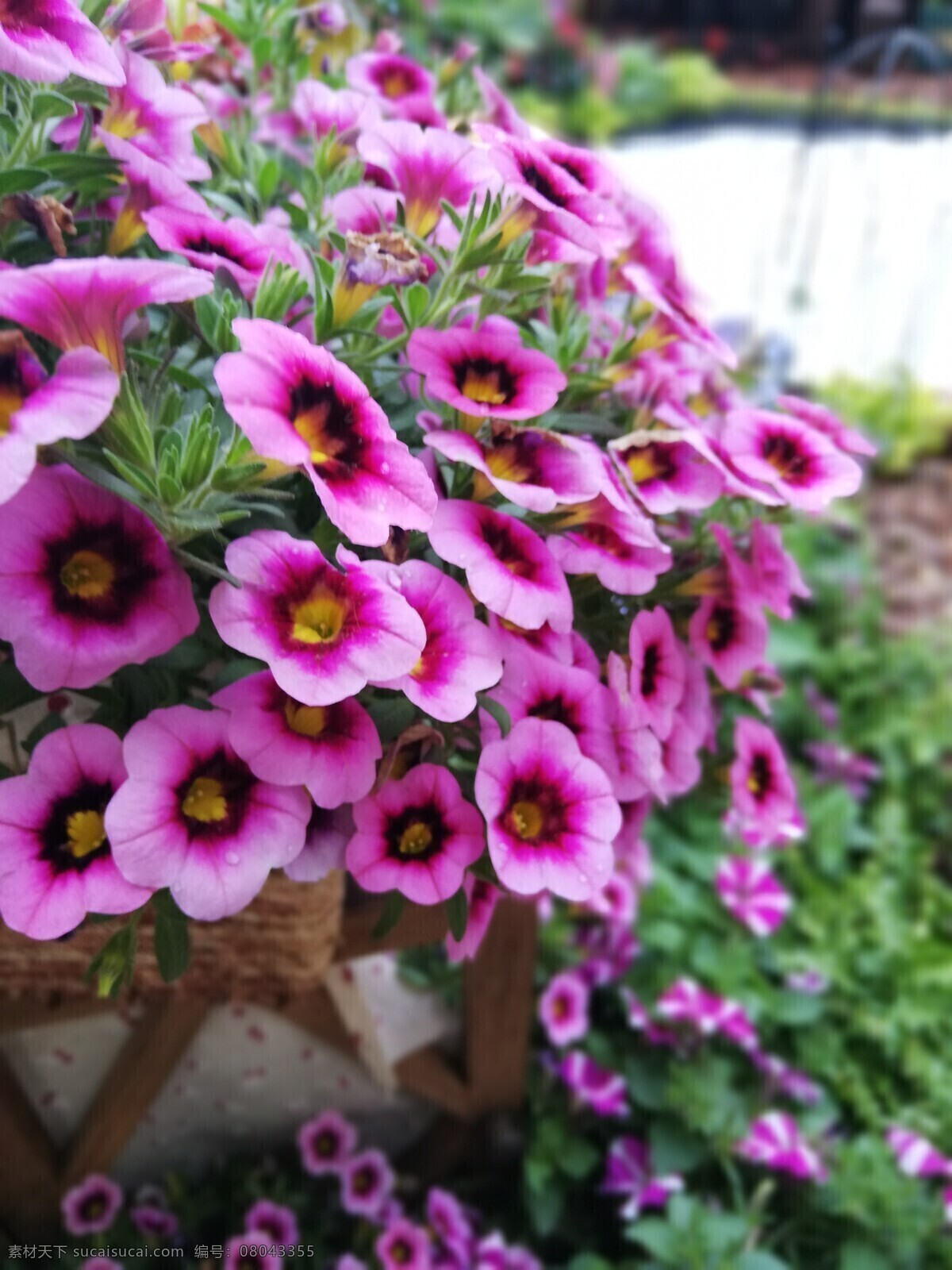 红色矮牵牛 牵牛花 矮牵牛 花 红色 花素材 生物世界 花草