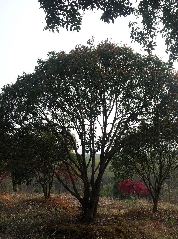 桂花树 山间小道 竹林小道 乡间竹林 清新竹林 竹林风景 茂竹 翠竹 树木树叶 生物世界