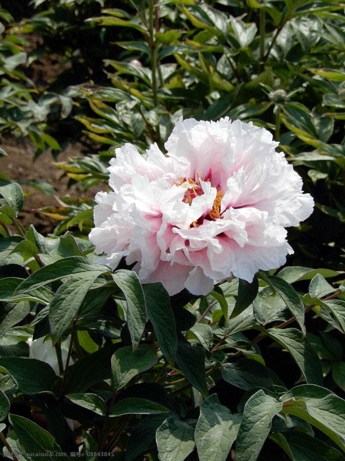 牡丹花 牡丹 花朵 鲜花 盛开 富贵花 绿叶 生物世界 花草